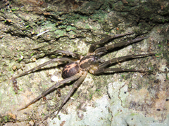 Xeropigo