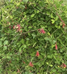 Lonicera sempervirens