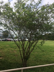 Lagerstroemia indica