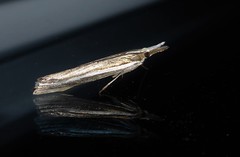 Orocrambus enchophorus