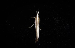 Orocrambus enchophorus