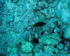 Pervagor aspricaudus