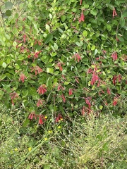 Lonicera sempervirens