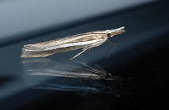 Orocrambus enchophorus