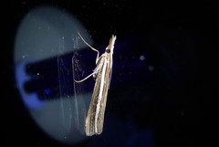 Orocrambus enchophorus