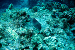 Parupeneus insularis