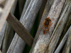 Parhelophilus laetus