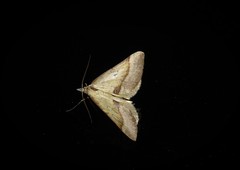 Anachloris subochraria