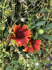 Gaillardia