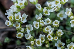 Cusickiella douglasii