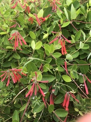 Lonicera sempervirens