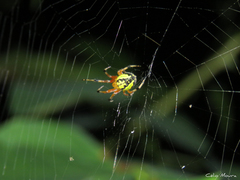 Araneus guttatus