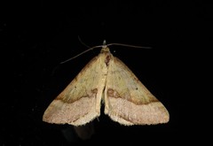 Anachloris subochraria