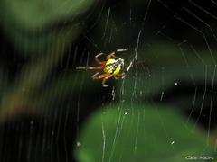 Araneus guttatus