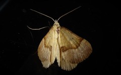 Anachloris subochraria