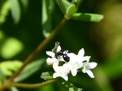 Dolichoderus quadripunctatus