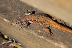 Podarcis virescens