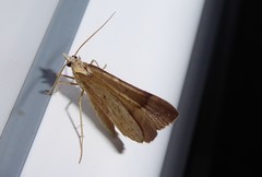 Anachloris subochraria
