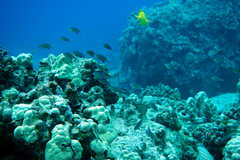 Pycnochromis vanderbilti