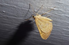Anachloris subochraria