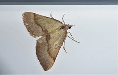 Anachloris subochraria