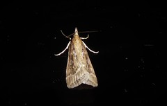 Eudonia octophora