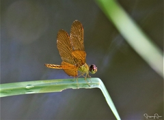 Perithemis electra