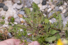 Galium setaceum