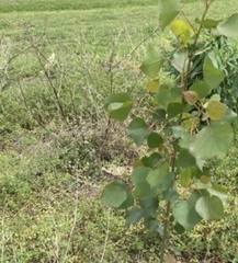 Populus deltoides
