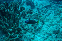 Xanthichthys auromarginatus