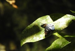 Pythonides lancea
