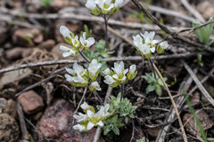 Cusickiella douglasii