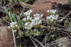 Cusickiella douglasii