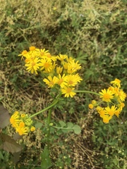 Packera glabella