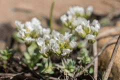 Cusickiella douglasii