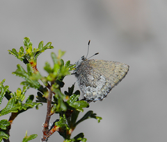 Callophrys fotis