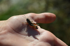 Dichroplus pratensis