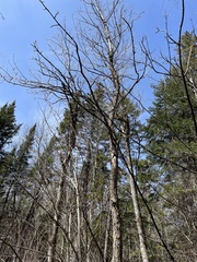 Fraxinus nigra image