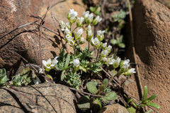 Cusickiella douglasii