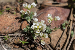 Cusickiella douglasii