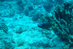 Xanthichthys auromarginatus