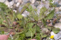 Galium setaceum