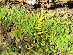 Peperomia circinnata