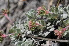 Eriogonum douglasii
