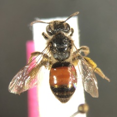 Andrena labiata