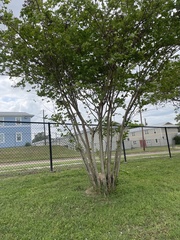 Lagerstroemia indica