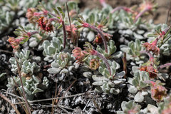 Eriogonum douglasii