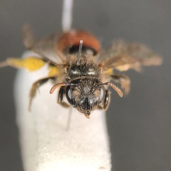 Andrena labiata