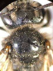 Andrena labiata