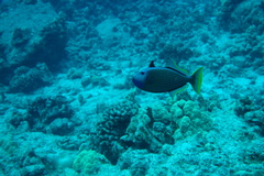 Xanthichthys auromarginatus